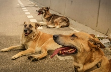 αδεσποτα σκυλια