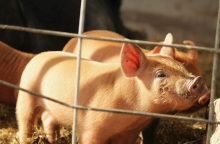 Ισπανία: Ανιχνεύθηκαν τα πρώτα από το 1994 κρούσματα αφρικανικής πανώλης των χοίρων