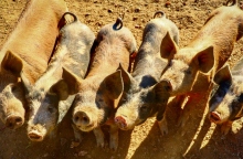 γουρουνακια