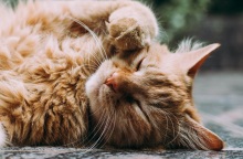 Η γαλλική δικαιοσύνη έκρινε ένοχο...έναν γάτο - Το «έγκλημα» που διέπραξε