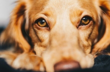 Γιατί τα μάτια του σκύλου σου μπορεί να σου «λένε» το ακριβώς αντίθετο από αυτό που νιώθει