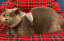 Η σηµασία των τακτικών κτηνιατρικών επισκέψεων για τη γάτα σας