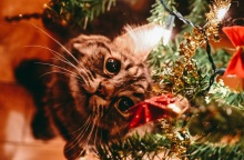 Γάτες και χριστουγεννιάτικα δέντρα: Οδηγός για ασφαλείς γιορτές