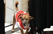 Έκλεψε την παράσταση ο Πίνατ ντυμένος «Άγιος Βασίλης» στο Μαξίμου