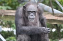 Η Ai, η χιμπατζής «θαύμα» πέθανε σε ηλικία 49 ετών	