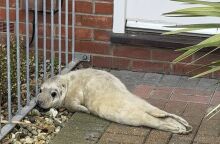 Μωρό φώκια βρέθηκε έξω από εξώπορτα – την ανακάλυψε ταχυδρόμος στο Νόρφολκ