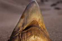 Απολιθωμένο δόντι καρχαρία που ανήκει στο εξαφανισμένο είδος «Μεγαλόδων»