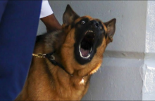 Μπάιντεν σκύλος