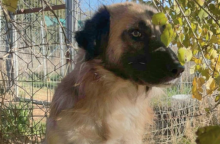 Ξάνθη: Μαθητές δημοτικού σχολείου υιοθέτησαν τον Φοίνικα, έναν κακοποιημένο σκύλο 