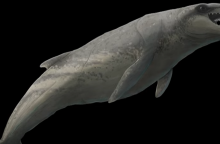 Προϊστορική φάλαινα ανακαλύφθηκε στην Αυστραλία - «Tρομερός θηρευτής με κοφτερά δόντια»