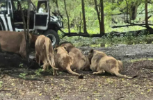 Λιοντάρια κατασπάραξαν φύλακα ζωολογικού κήπου μπροστά σε επισκέπτες