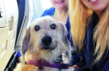 Ιστορική πτήση στην Ιταλία με σκύλους άνω των 10 κιλών δίπλα στους ιδιοκτήτες τους