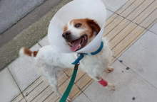 Ηλεία: Eκτός κινδύνου ο σκύλος που κακοποιήθηκε σεξουαλικά  - Αναρρώνει σταθερά ο Ρεξ