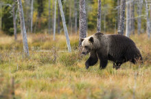 Σλοβακία: Θανατώθηκε η αρκούδα που τραυμάτισε πέντε ανθρώπους σε δημοφιλή τουριστικό προορισμό	