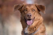 Θεσσαλονίκη: Σκύλος δάγκωσε βρέφος στο πρόσωπο