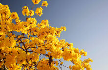 Εορτολόγιο: Σήμερα 11 Δεκεμβρίου γιορτάζει…