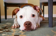 Θλιμμένο σκυλάκι