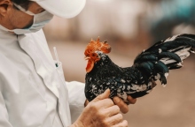 γρίπη των πτηνών