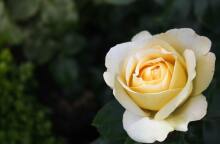 Εορτολόγιο: Σήμερα, 26 Ιουνίου, γιορτάζει