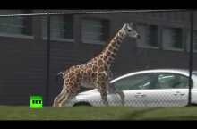 Some neck: Baby giraffe escapes zoo exhibit in Indiana