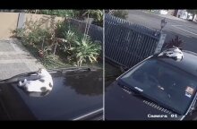 Driver Forgets About Cat On Car Roof