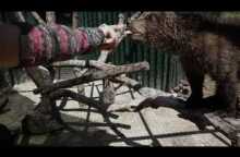 Επιχείρηση μεταφοράς δύο ορφανών αρκούδων στον ΑΡΚΤΟΥΡΟ