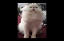 I just died in your arms tonight, Cat.