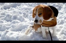 Cute beagle meets the polar vortex