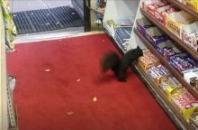SQUIRREL STEALS CHOCOLATE BAR: Crunchie Caper