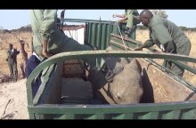 Exclusive footage of young wild elephants being captured in Zimbabwe