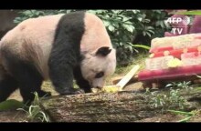Hong Kong giant panda Jia Jia was oldest ever in captivity