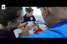 Διάσωση θαλάσσιας χελώνας στη Σύρο