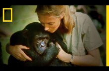 Official Film Trailer: JANE | National Geographic