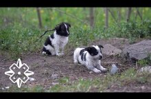 The Puppies of Chernobyl