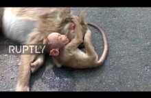 India: Baby monkey mourns its mother on roadside