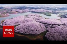 Drone captures stunning China blossoms - BBC News