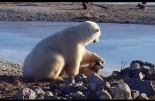 Wild Polar Bear Pets Dog