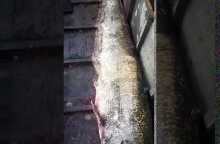 Σουφλί: Έπιασαν γουλιανό "θηρίο"