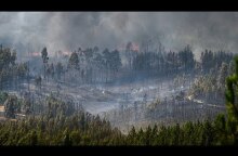 Aftermath of forest fires in central Portugal
