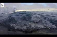 A whale's eye view of Antarctica