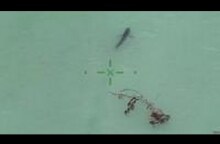 'Attention! You are next to 15 great whites'