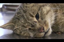 Δείτε τον ''εξαφανισμένο'' Αγριόγατο - Φουρόγατο της Κρήτης, που προσπαθεί να δραπετεύσει..