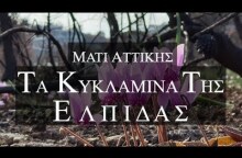 Μάτι Αττικής. Τα Κυκλάμινα της ελπίδας και της αισιοδοξίας απο ψηλά. Up Drones