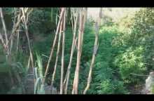 Εντοπισμός φυτείας δενδρυλλίων κάνναβης