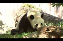 Watch Live Pandas: Bei Bei the panda celebrates 4th birthday at National Zoo in Washington