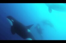 Scientists find new type of killer whale off Chile