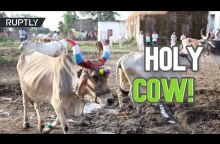 Hindus trampled on by cows in udderly bizarre ritual