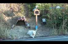 ‘Greek Hachiko’-Ναυπακτία: Ο σκύλος βρήκε στέγη δίπλα στο εικόνισμα  για το  αφεντικό του.Βίντεο