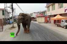 Trying to blend in? Elephant casually strolls through city in China