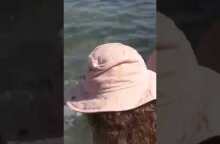 EviaZoom.gr - Χαλκίδα: Ξιφίας βγήκε στα ρηχά στη Πλαζ Αστέρια